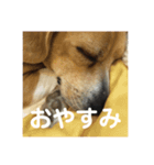 色々使えるぷらむちゃん（個別スタンプ：5）