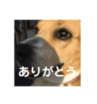 色々使えるぷらむちゃん（個別スタンプ：7）