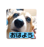 ラムちゃんスタンプ！（個別スタンプ：1）