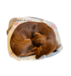 ミニチュアダックス☆はなちゃんスタンプ（個別スタンプ：2）