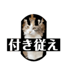 猫の森スタンプ（個別スタンプ：5）