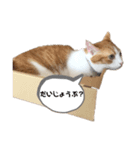 ラブこむぎちゃん2（個別スタンプ：3）