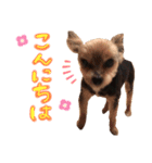 しょこら！②（個別スタンプ：5）