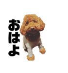 こーびー(犬)スタンプ（個別スタンプ：1）