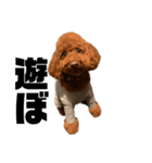 こーびー(犬)スタンプ（個別スタンプ：6）
