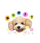 マルプーこむぎのコメント入りスタンプ（個別スタンプ：2）