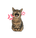 るいさらすたんぷ（個別スタンプ：1）