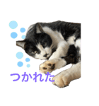 るいさらすたんぷ（個別スタンプ：6）