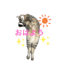 るいさらすたんぷ（個別スタンプ：7）