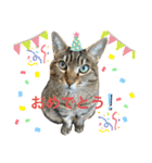 るいさらすたんぷ（個別スタンプ：8）