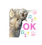 るいさらすたんぷ（個別スタンプ：13）