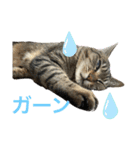 るいさらすたんぷ（個別スタンプ：15）