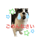 るいさらすたんぷ（個別スタンプ：17）