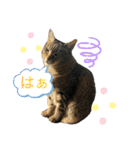 るいさらすたんぷ（個別スタンプ：18）