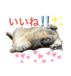 るいさらすたんぷ（個別スタンプ：29）