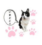 るいさらすたんぷ（個別スタンプ：31）