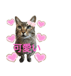 るいさらすたんぷ（個別スタンプ：34）