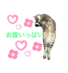 るいさらすたんぷ（個別スタンプ：37）