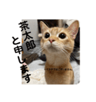 茶太郎の毎日-Y家（個別スタンプ：1）