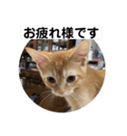 茶太郎の毎日-Y家（個別スタンプ：3）