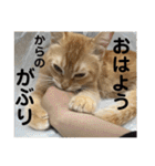 茶太郎の毎日-Y家（個別スタンプ：7）