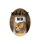 茶太郎の毎日-Y家（個別スタンプ：9）
