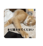 茶太郎の毎日-Y家（個別スタンプ：10）