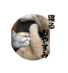 茶太郎の毎日-Y家（個別スタンプ：11）