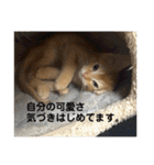 茶太郎の毎日-Y家（個別スタンプ：12）