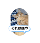茶太郎の毎日-Y家（個別スタンプ：15）