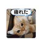 茶太郎の毎日-Y家（個別スタンプ：16）