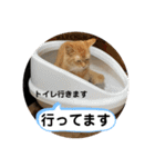 茶太郎の毎日-Y家（個別スタンプ：19）