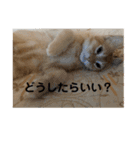 茶太郎の毎日-Y家（個別スタンプ：20）