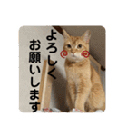 茶太郎の毎日-Y家（個別スタンプ：21）