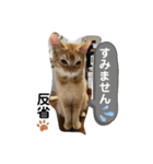 茶太郎の毎日-Y家（個別スタンプ：23）