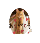 茶太郎の毎日-Y家（個別スタンプ：26）