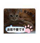 茶太郎の毎日-Y家（個別スタンプ：28）
