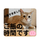 茶太郎の毎日-Y家（個別スタンプ：30）