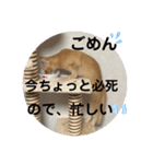 茶太郎の毎日-Y家（個別スタンプ：31）