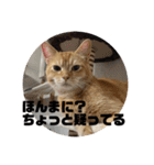 茶太郎の毎日-Y家（個別スタンプ：32）
