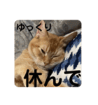 茶太郎の毎日-Y家（個別スタンプ：33）
