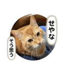 茶太郎の毎日-Y家（個別スタンプ：34）