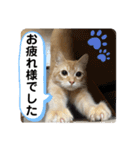 茶太郎の毎日-Y家（個別スタンプ：36）