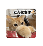 茶太郎の毎日-Y家（個別スタンプ：37）
