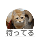 茶太郎の毎日-Y家（個別スタンプ：38）