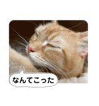 茶太郎の毎日-Y家（個別スタンプ：40）