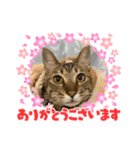 猫たちの日（個別スタンプ：3）