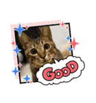猫たちの日（個別スタンプ：4）