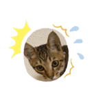 猫たちの日（個別スタンプ：5）