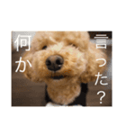 からあげくんvol.1（個別スタンプ：16）
